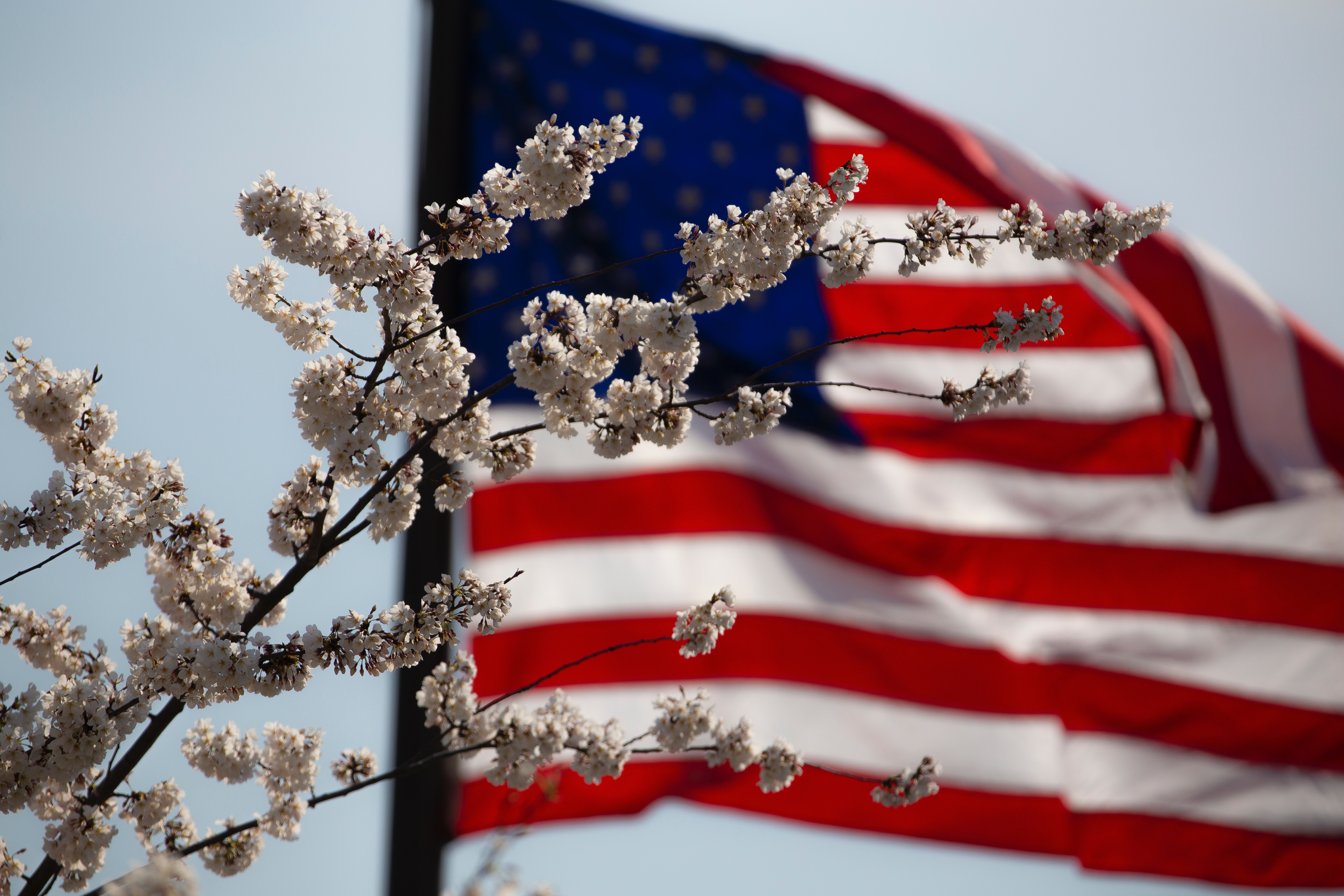american flag, cherry blossoms, patriotic music