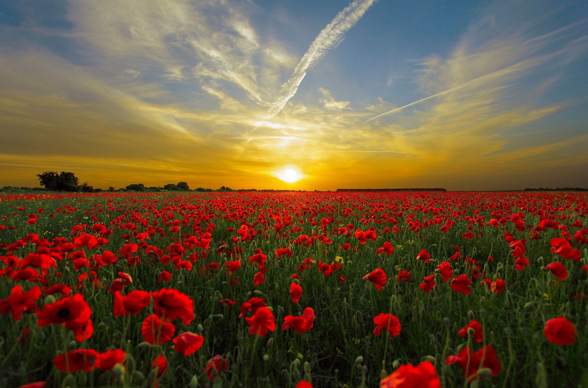 beautiful sunrise over flowers