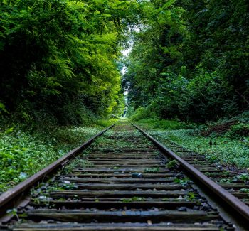 railroad tracks through green forest