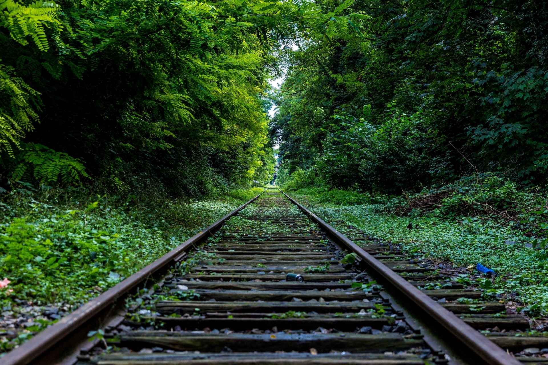 railroad tracks through green forest