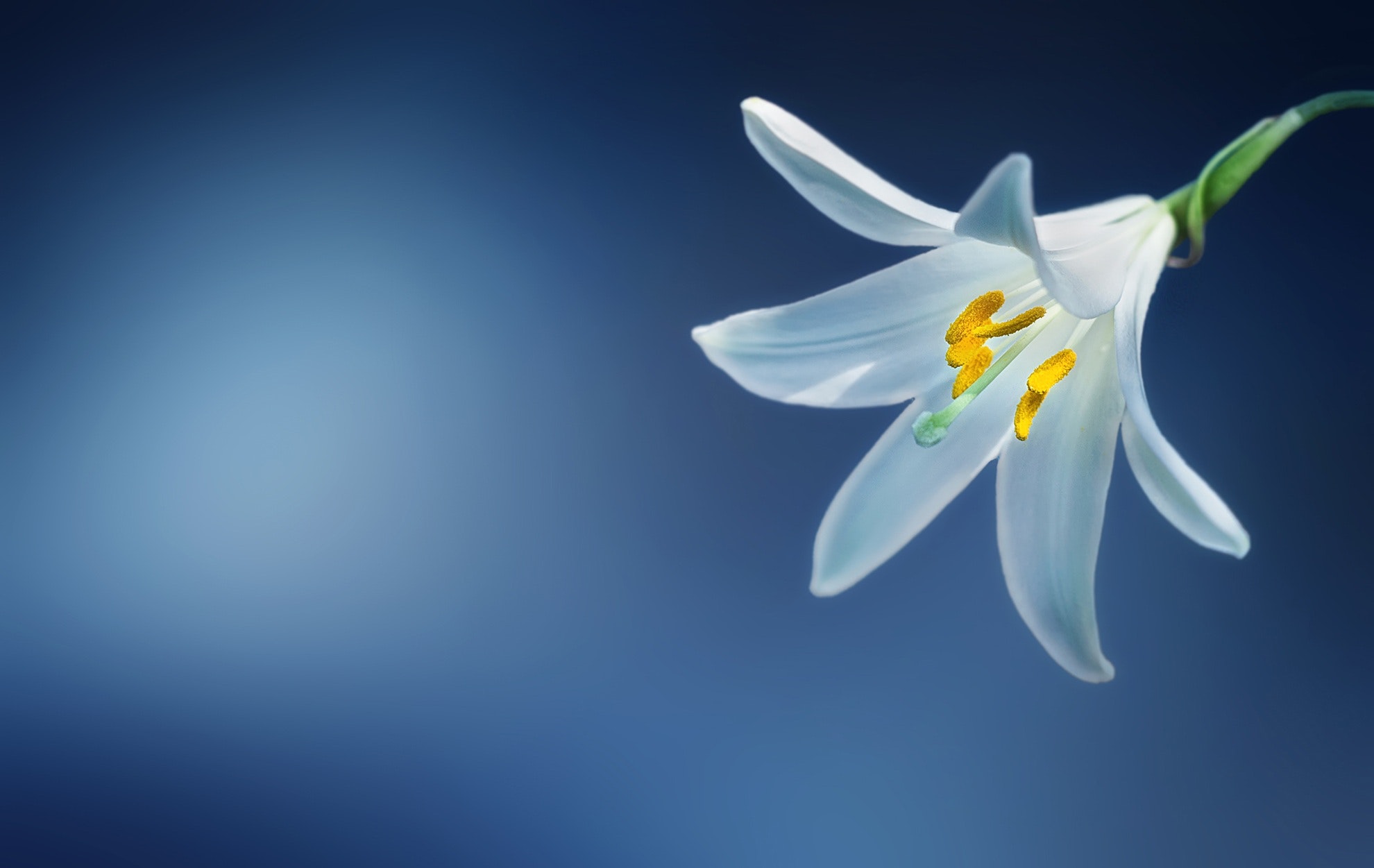 consider the lilies scripture and music